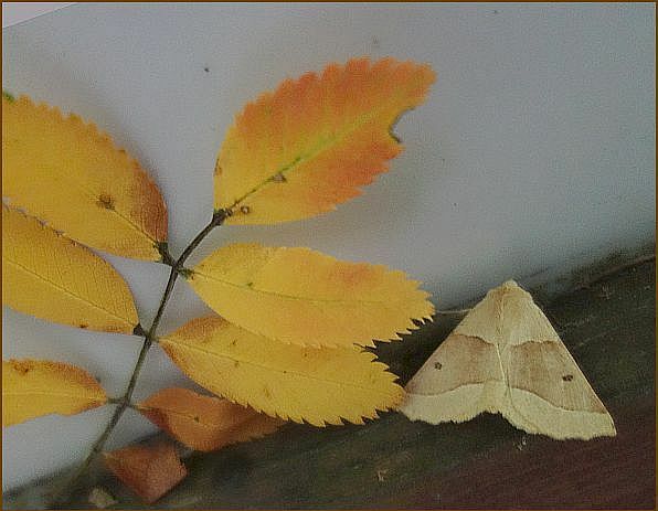 . . . .  schon Herbstfarben