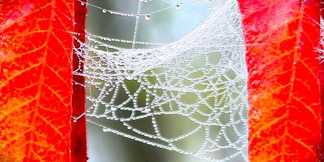 " HERBSTPERLEN "