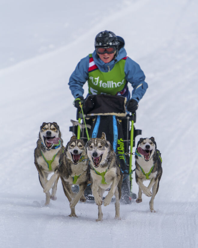 Schlittenhunderennen