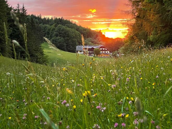 Blumenwiese im Sonnenuntergang