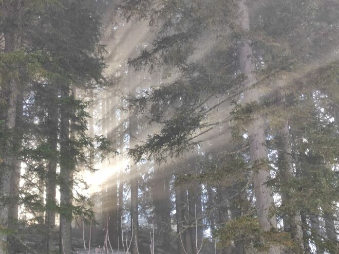Mystischer Wald