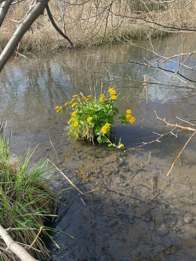 Blumeninsel im Mühlei