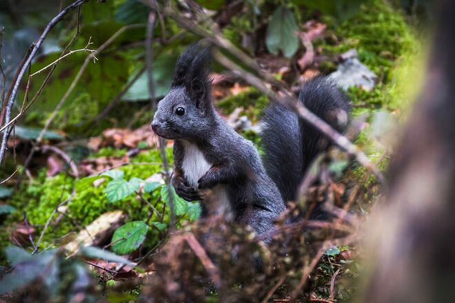 Eichhörnchen mit cooler Wiese