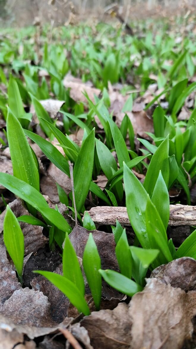 Bärlauchzeit