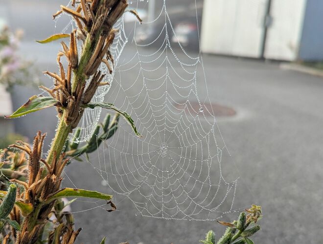Wunder der Natur