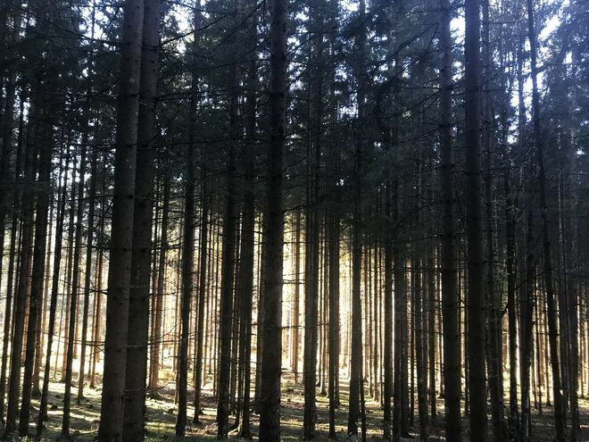 Waldlicht