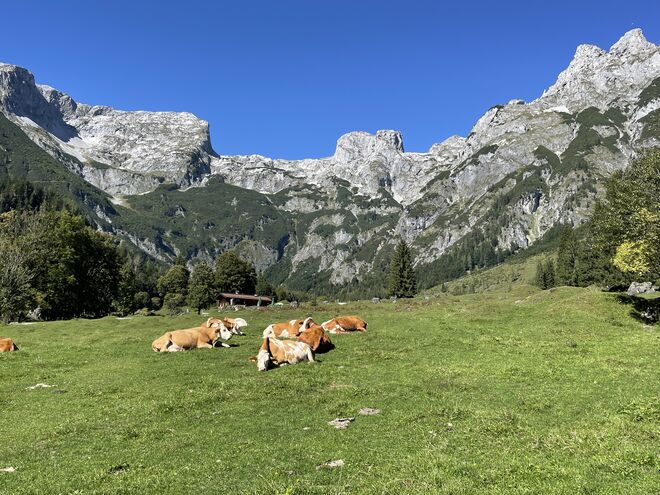 Kuhrast inmitten der Berge