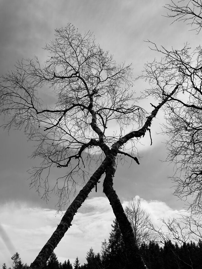 Im Hochmoor