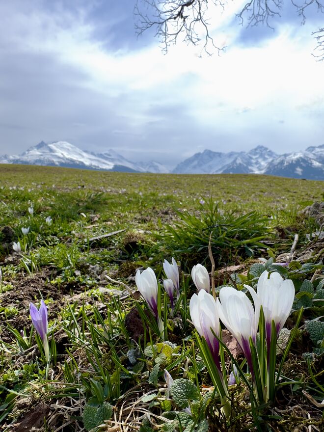 de ersten Krokusse