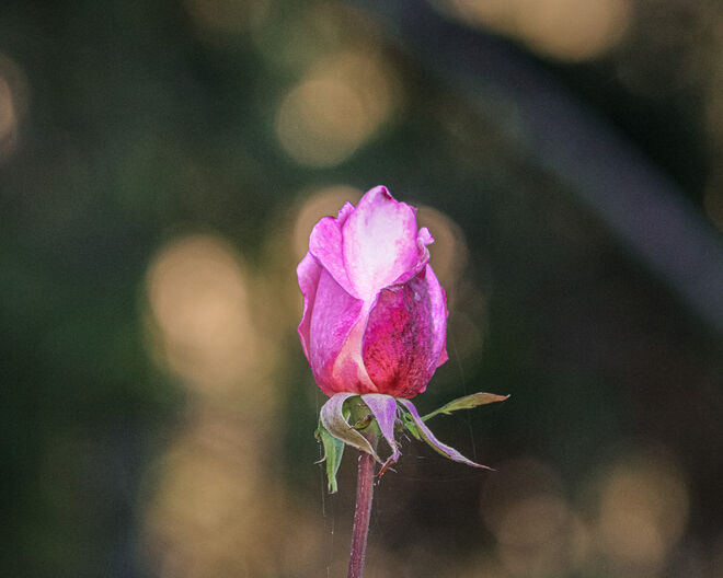 Im Novemberlicht