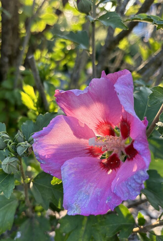 Sonnenbeschienen