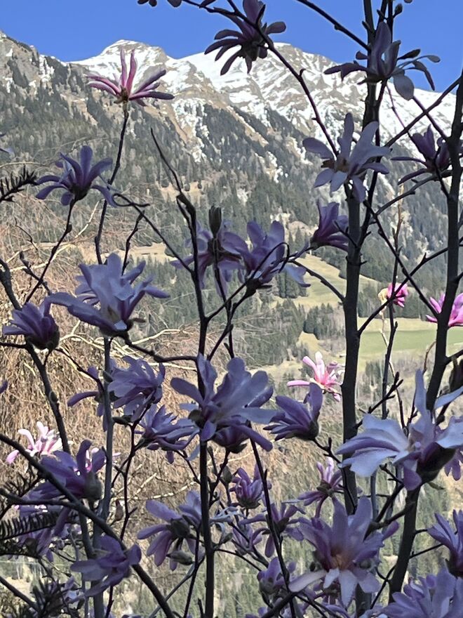 Der Frühling verdrängt den Winter