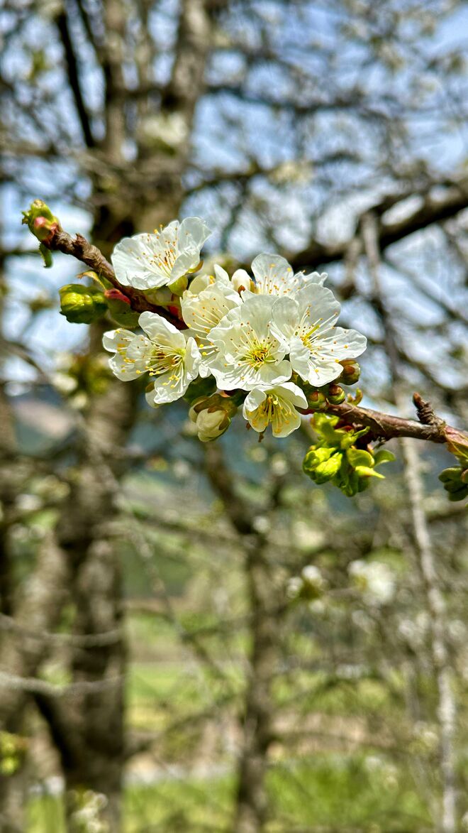 Frühling im Pinzgau