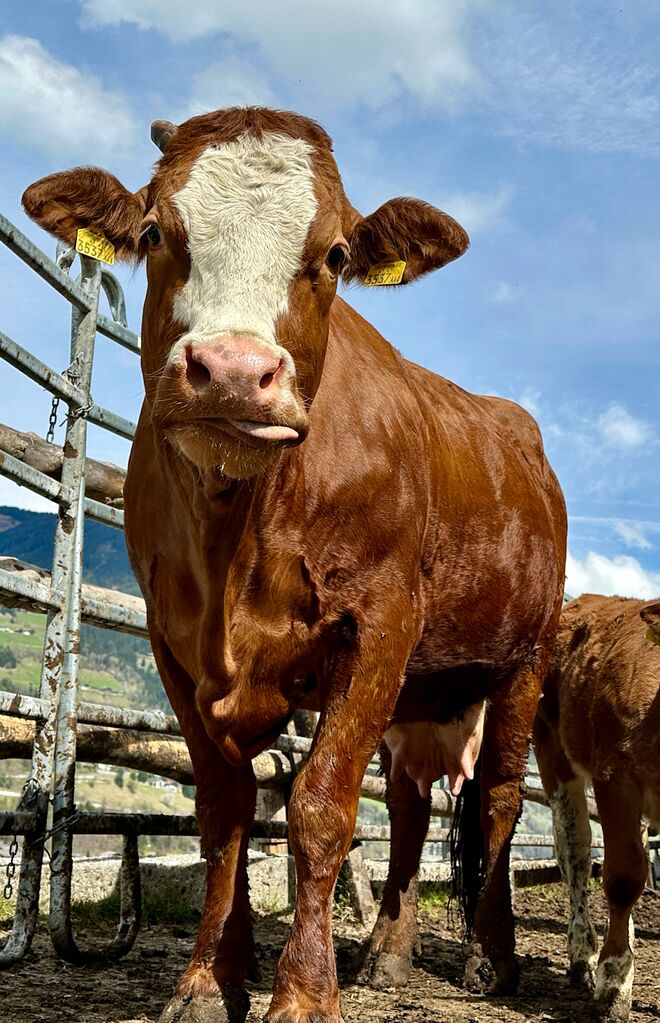 Lady Pinzgau