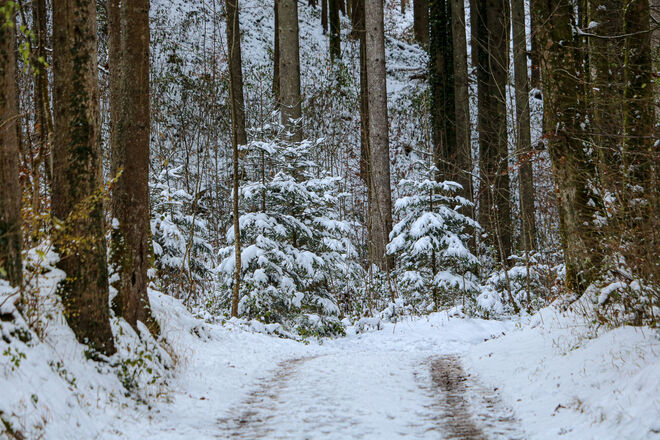 Verschneiter Wald...