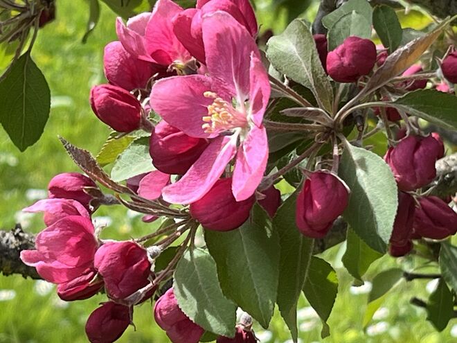 Herrliche Blüten