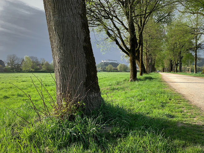 Nach Regen folgt Sonnenschein in der Hellbrunner Allee