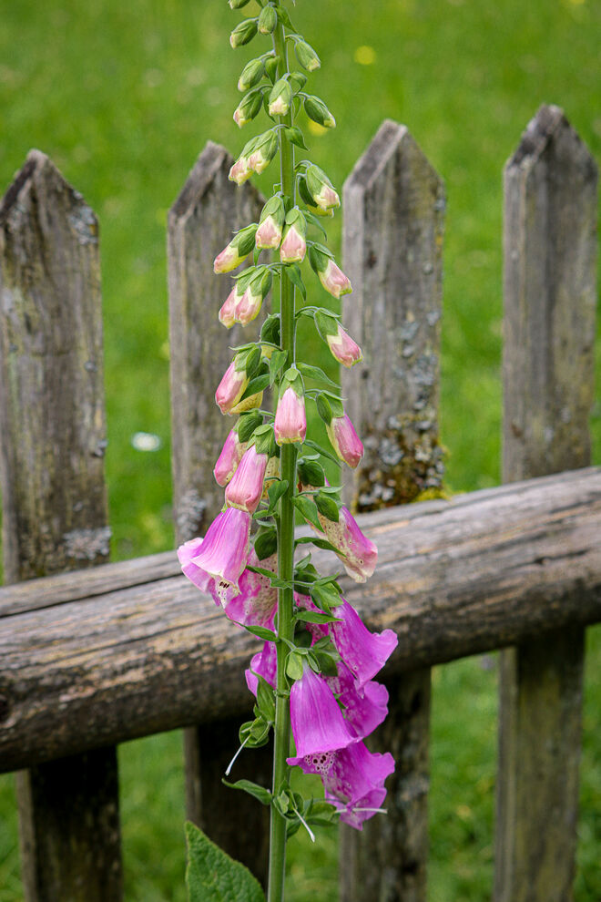 Wild-romantisch...