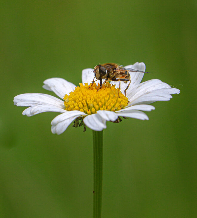 Im Bienengarten...