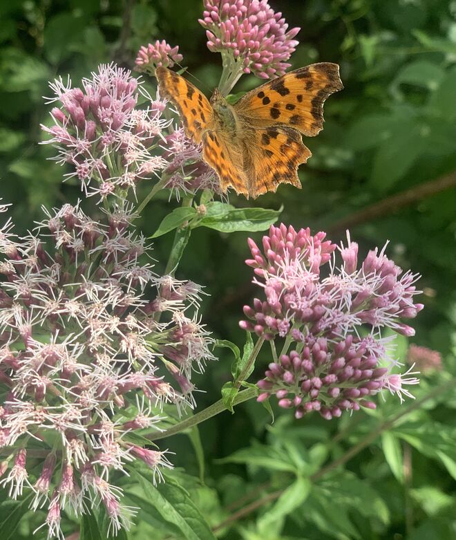 Ein Edelfalter auf Besuch
