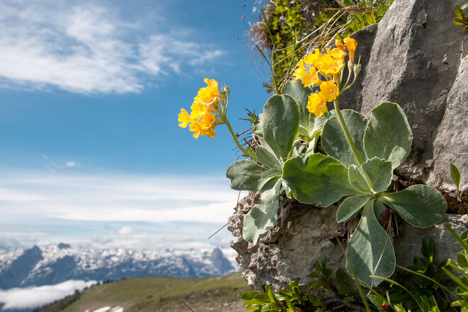 Petergstamm und Tennengebirge