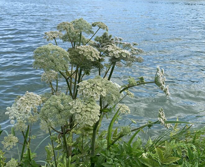 Engelwurz in voller Blüte