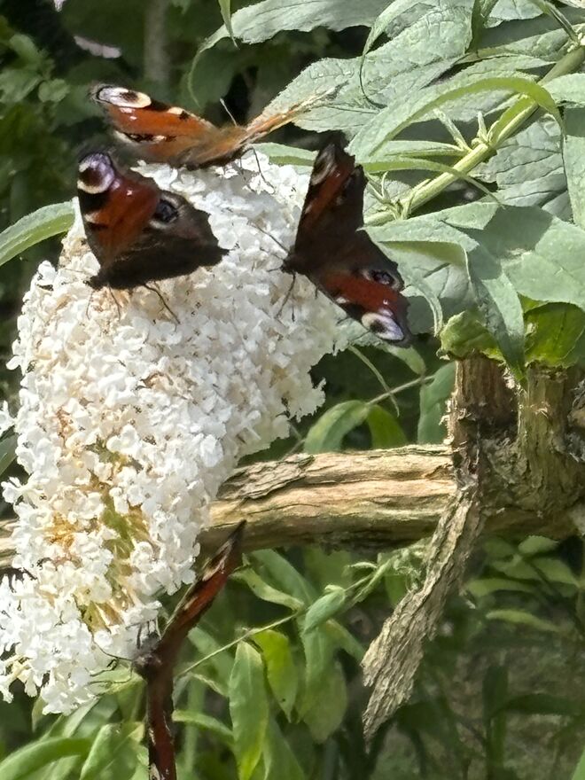 Hochbetrieb am Buffet