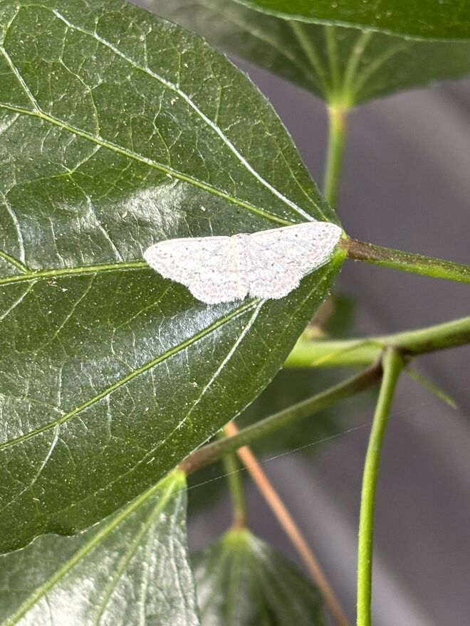“Riesenschmetterling” auf dem Hibiskusblatt
