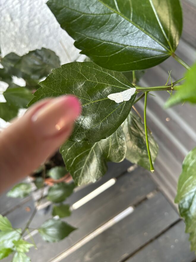 Der Winzling mit meinem Zeigefinger