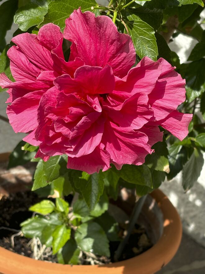 Hibiskusblütr