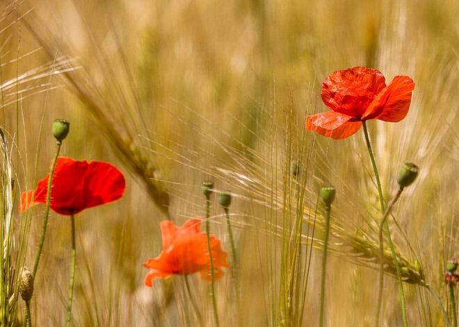Mohn im Getreidefeld...