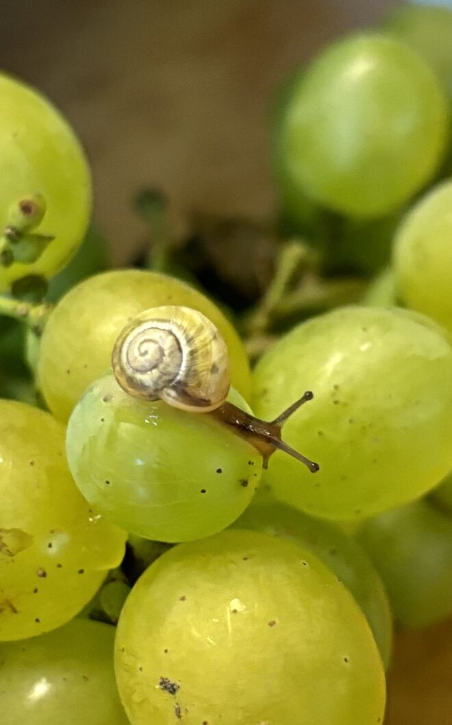 Unser Wein-Schneck‘