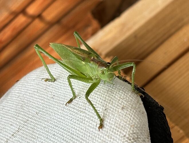 Hallo du …