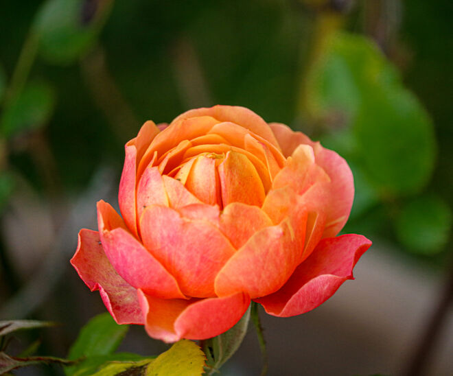 Rosen blühen jetzt auch zu Weihnachten im Garten....