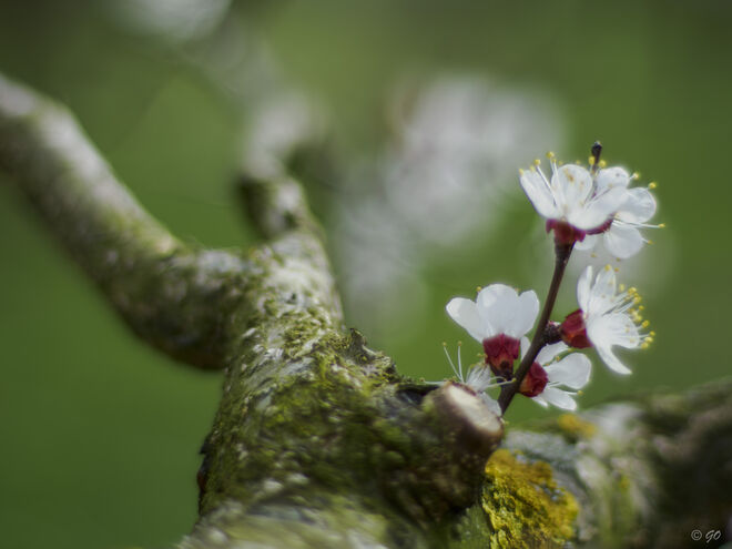 Marillenblüte