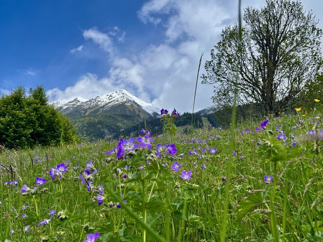 Storchenschnabelwiese und der angezuckerte Gamskarkogel