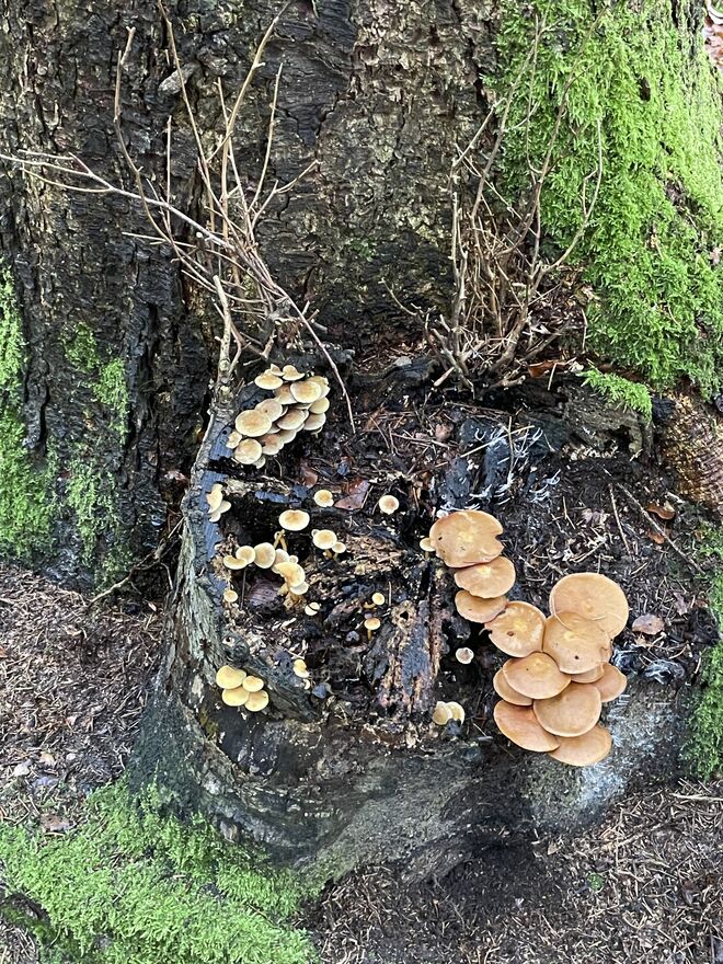 Schwammerldorf unterm Nadelbaum