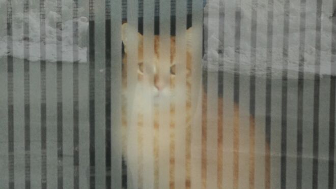 ... hinter Glas in der warmen Stube"