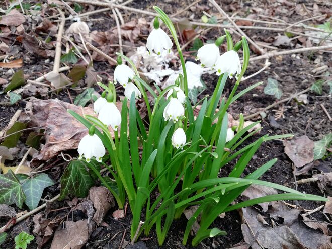 Der Frühling naht