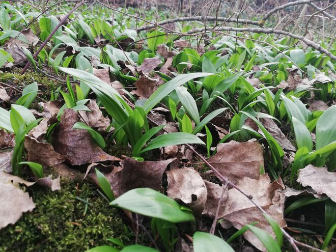 Der erste Bärlauch ist da!