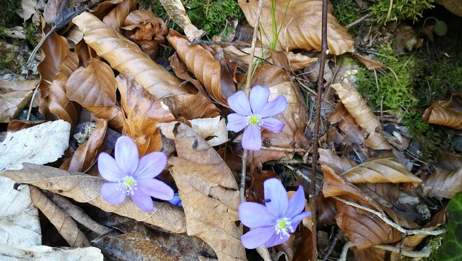 Leberblümchen