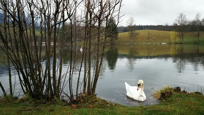 Das Schwanenpaar vom Ritzensee