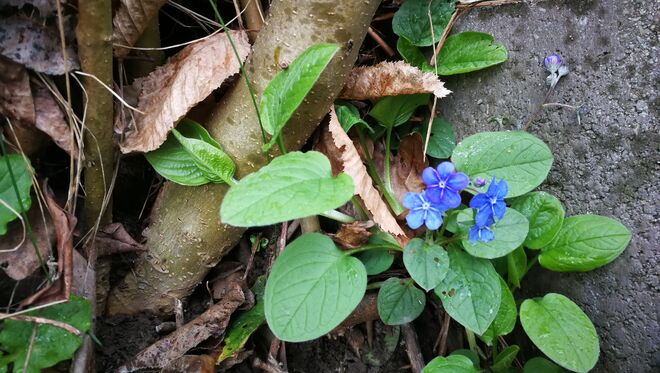 Zarte blaue Blüten