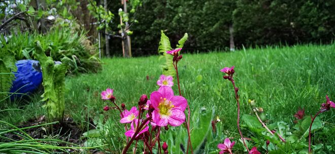 Herrliche Farbenpracht