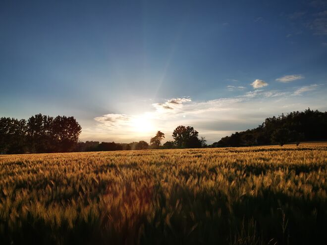 Abendliche Stimmung über dem Kornfeld