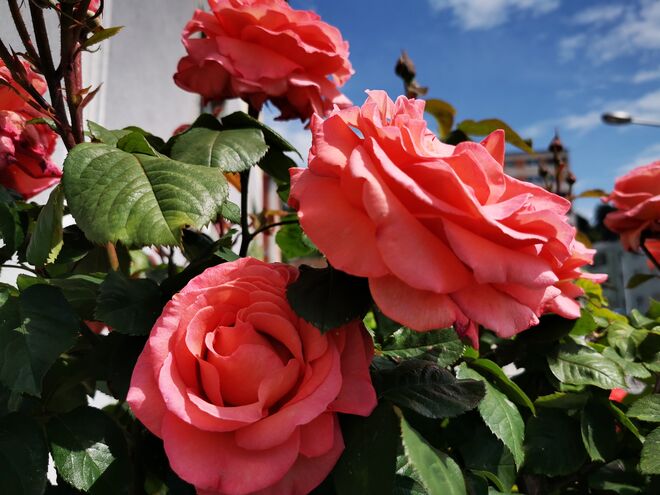 Rosenblüten