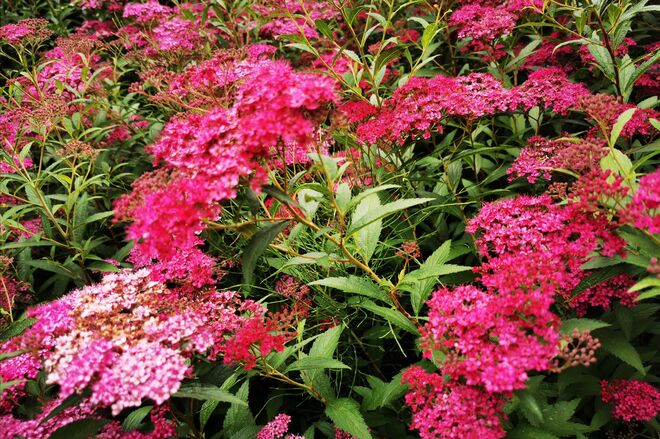 Rote Sommerspirea