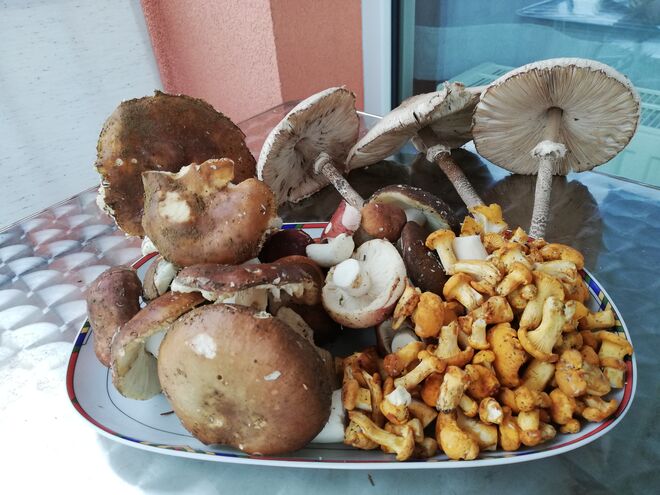 Gruß aus der Waldküche