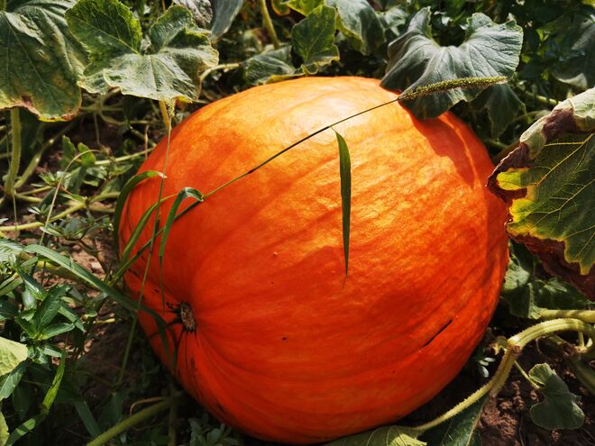 ... "schöner Koloss"