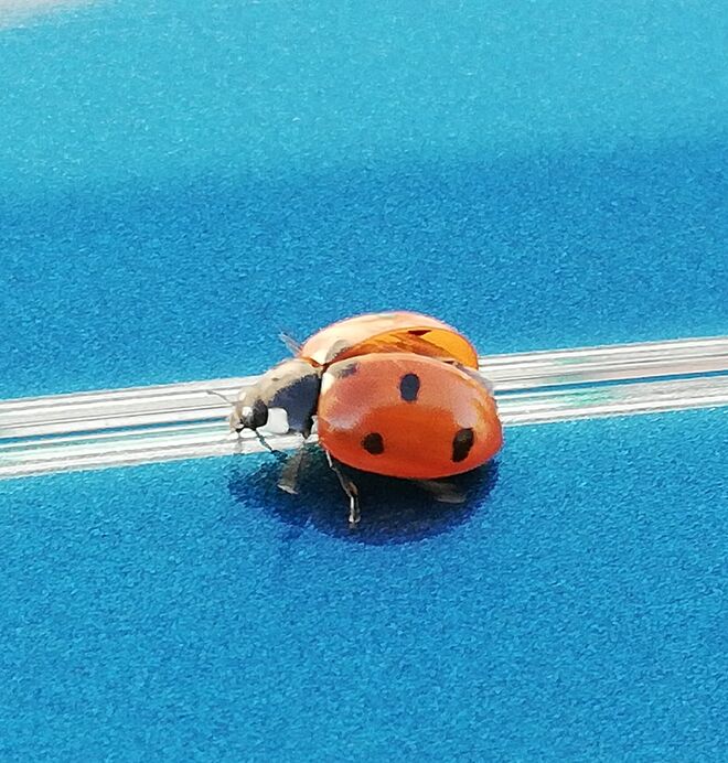 Ein letzter Sommergruß